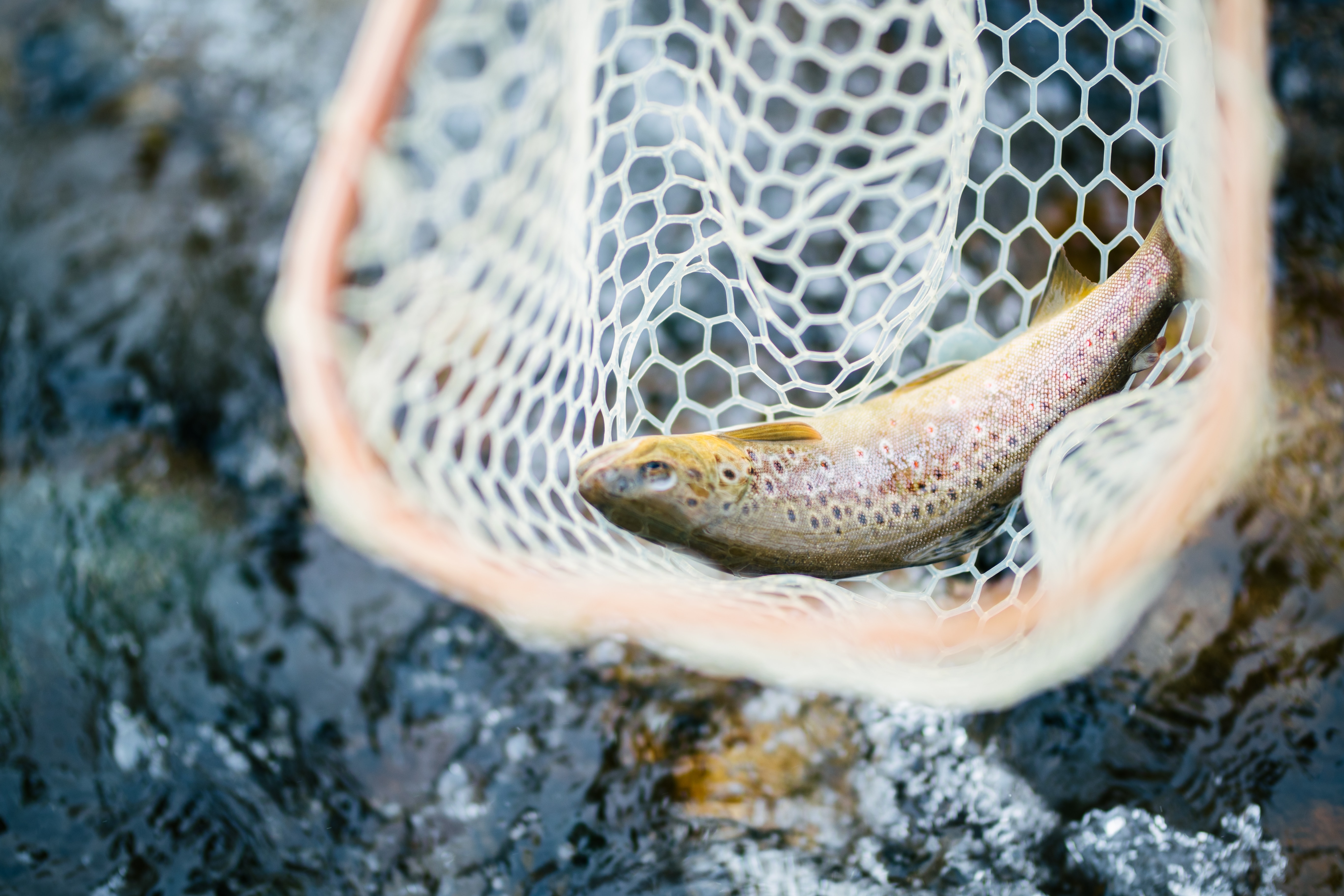 The History and Significance of the Dollaghan Trout